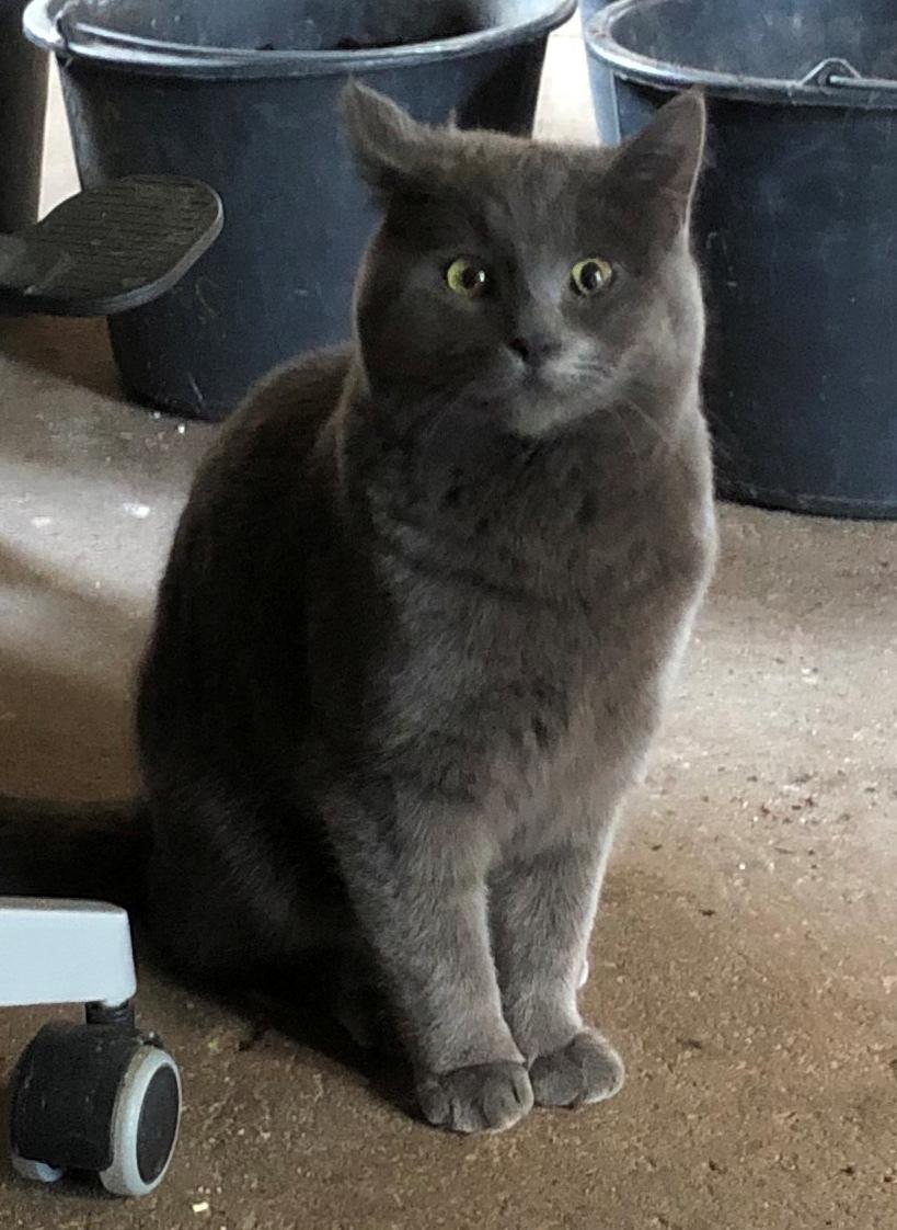 Blanding af racer Koks billede 4