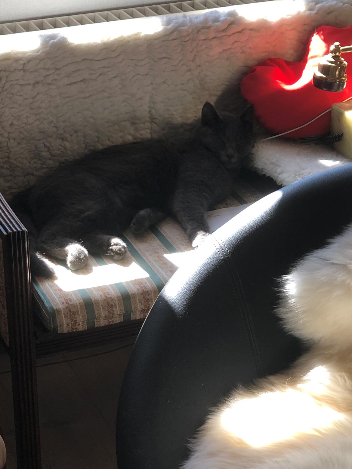 Blanding af racer Koks billede 5