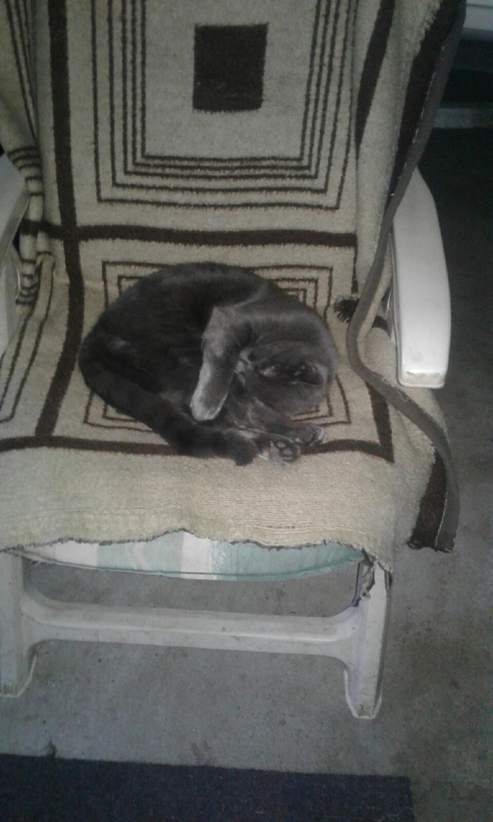 Blanding af racer Koks billede 6