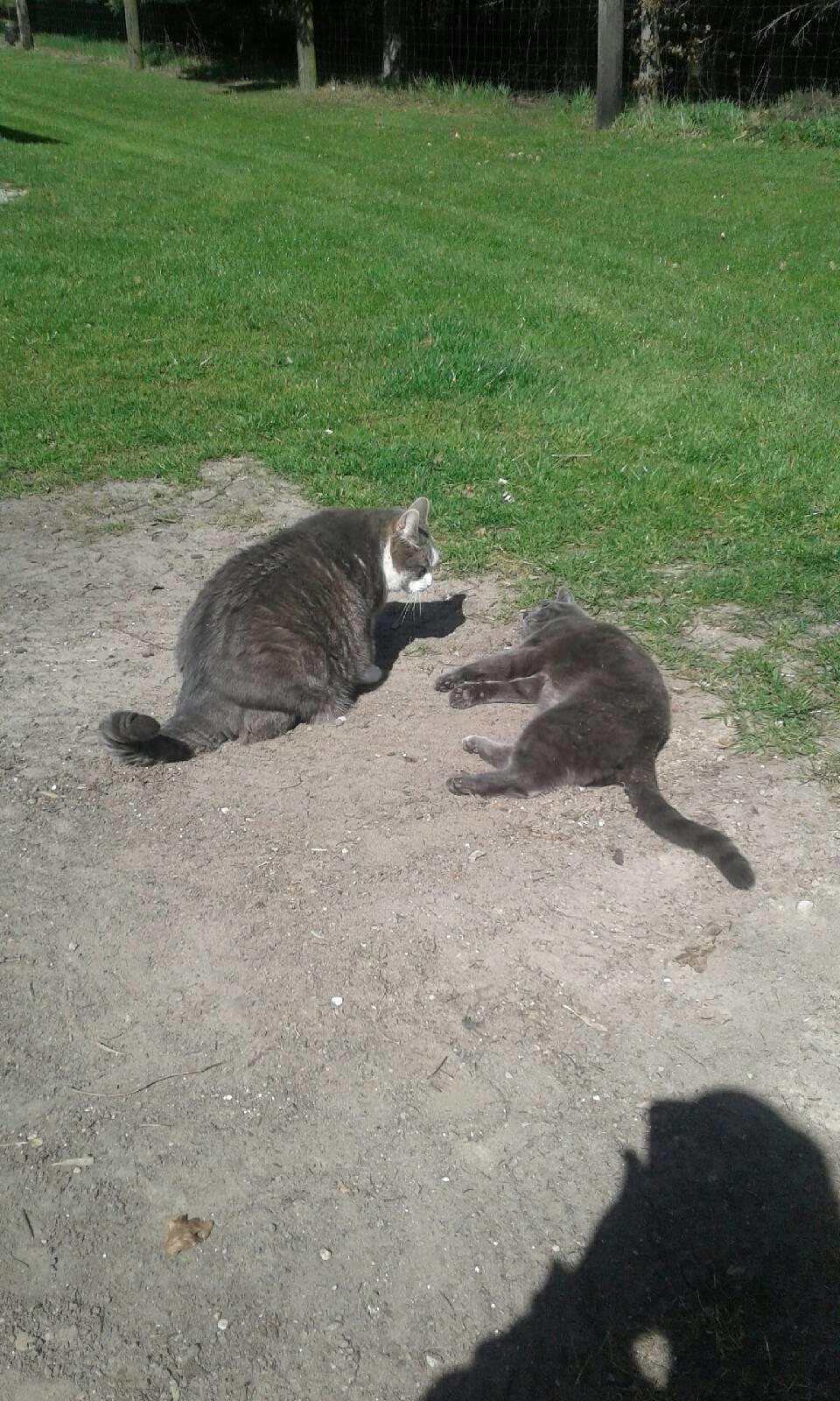 Blanding af racer Koks billede 7