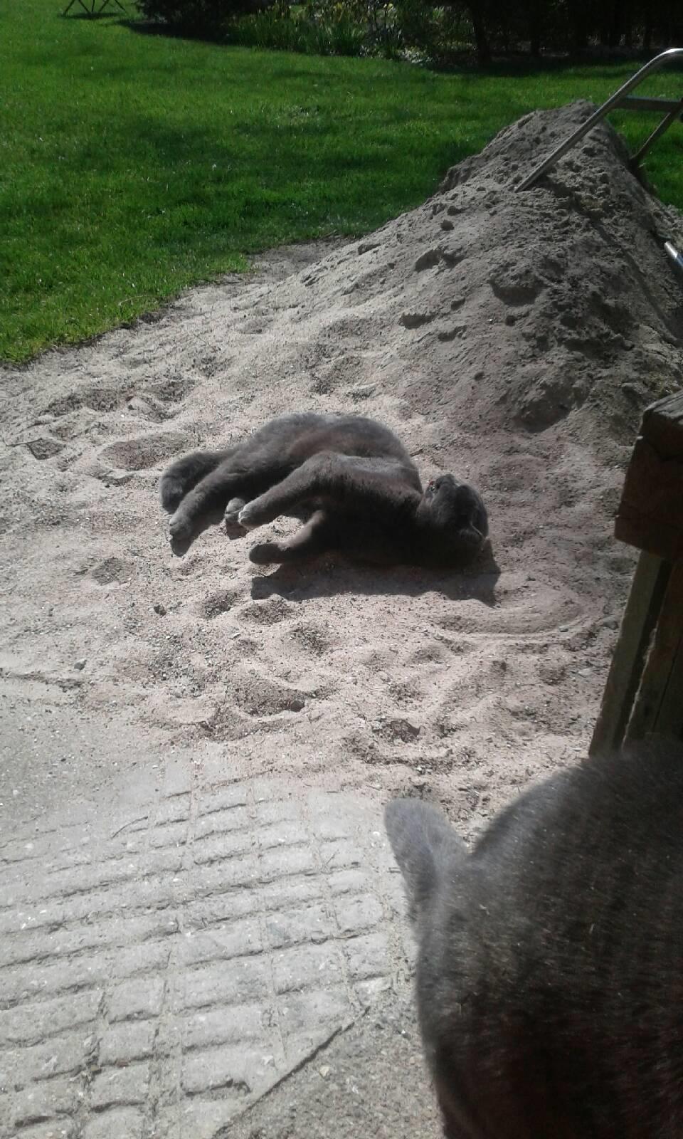 Blanding af racer Koks billede 8