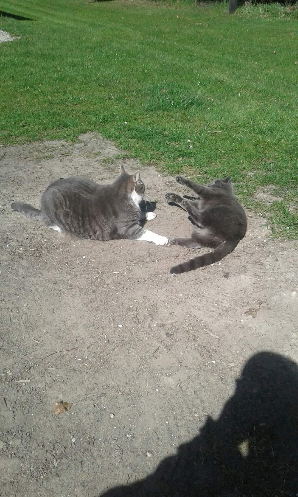 Blanding af racer Koks billede 9