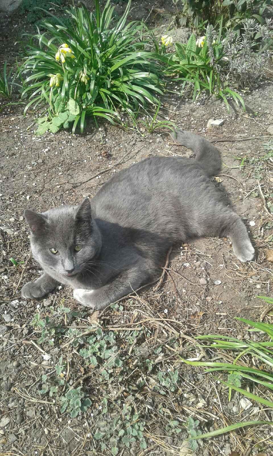 Blanding af racer Koks billede 10