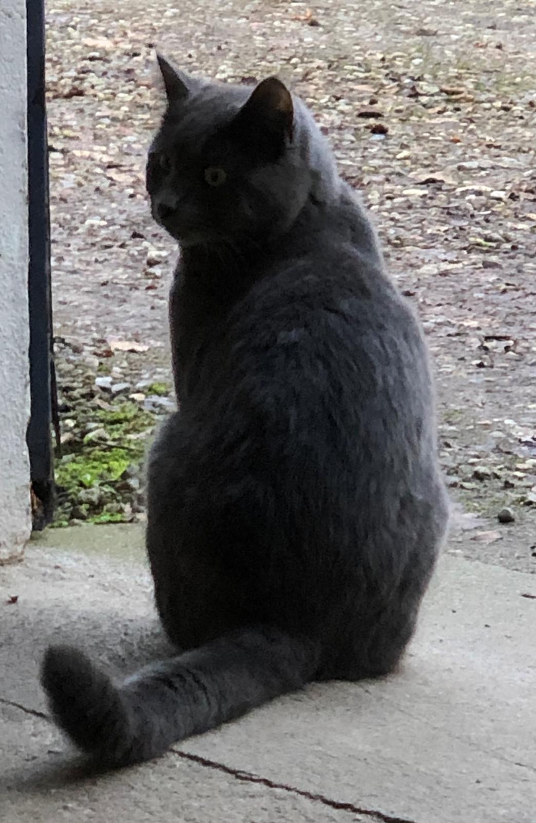 Blanding af racer Koks billede 2