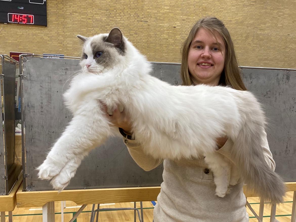 Ragdoll Blue - SOLGT billede 3