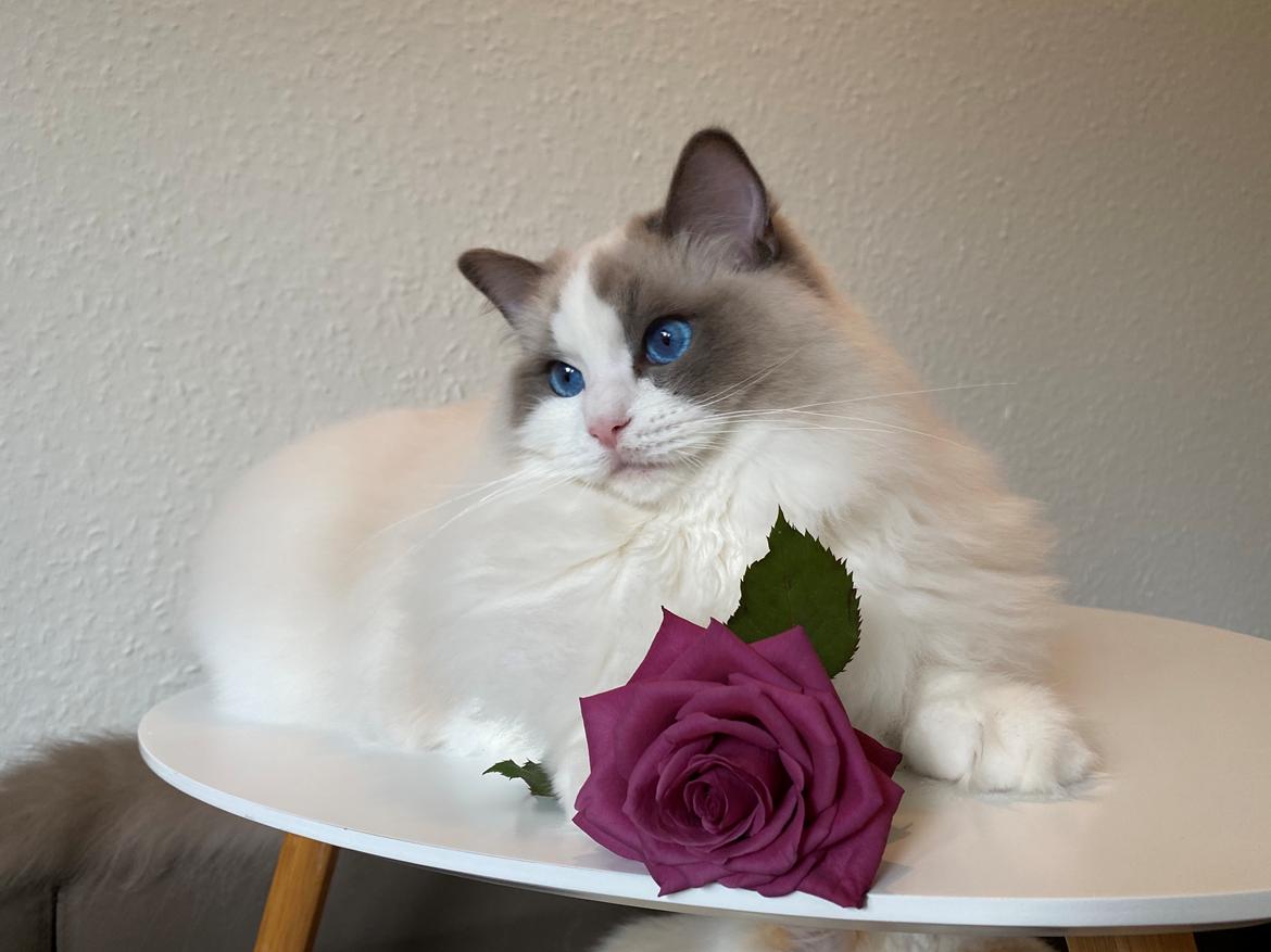 Ragdoll Blue - SOLGT billede 1