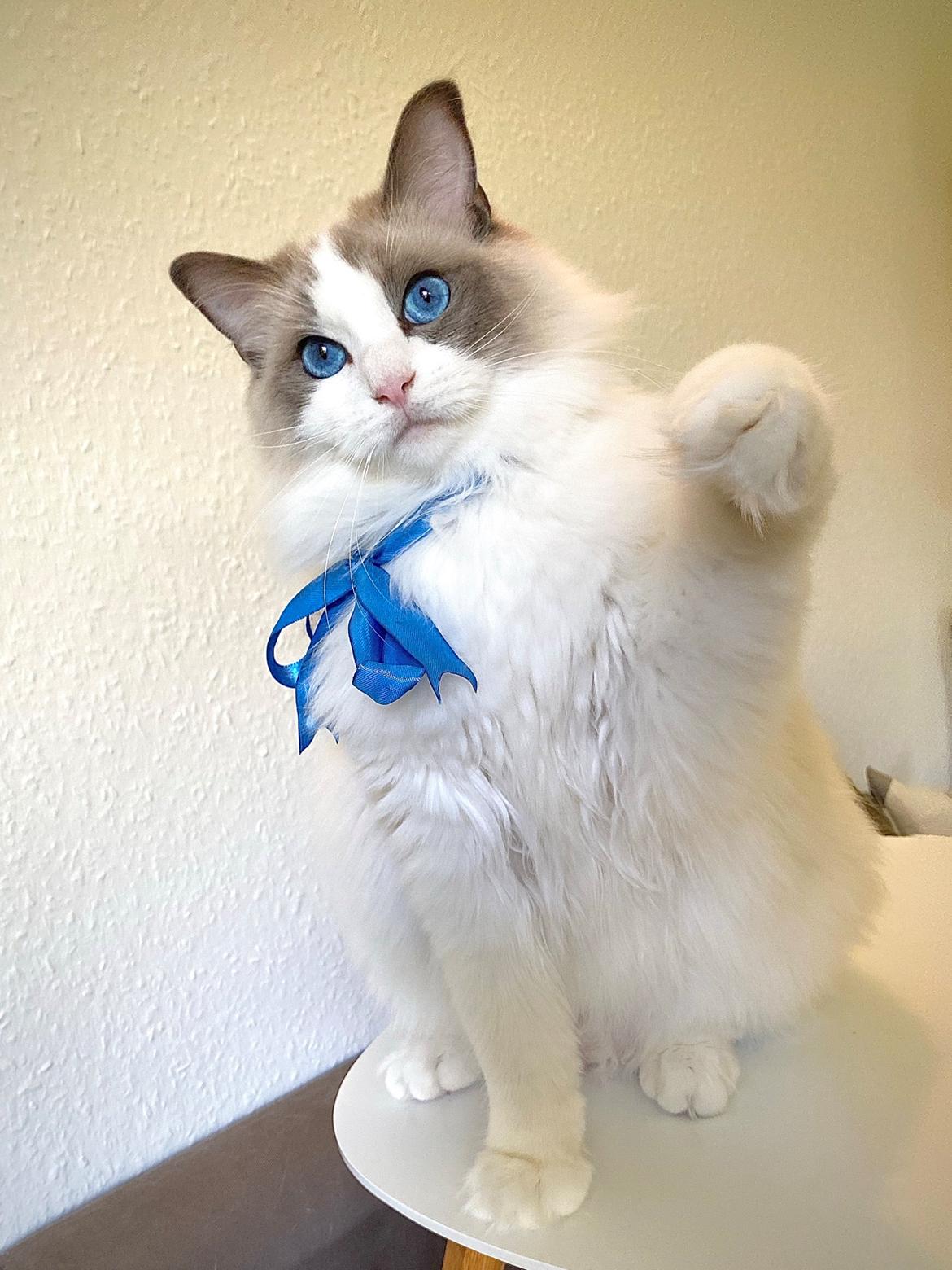 Ragdoll Blue - SOLGT billede 13