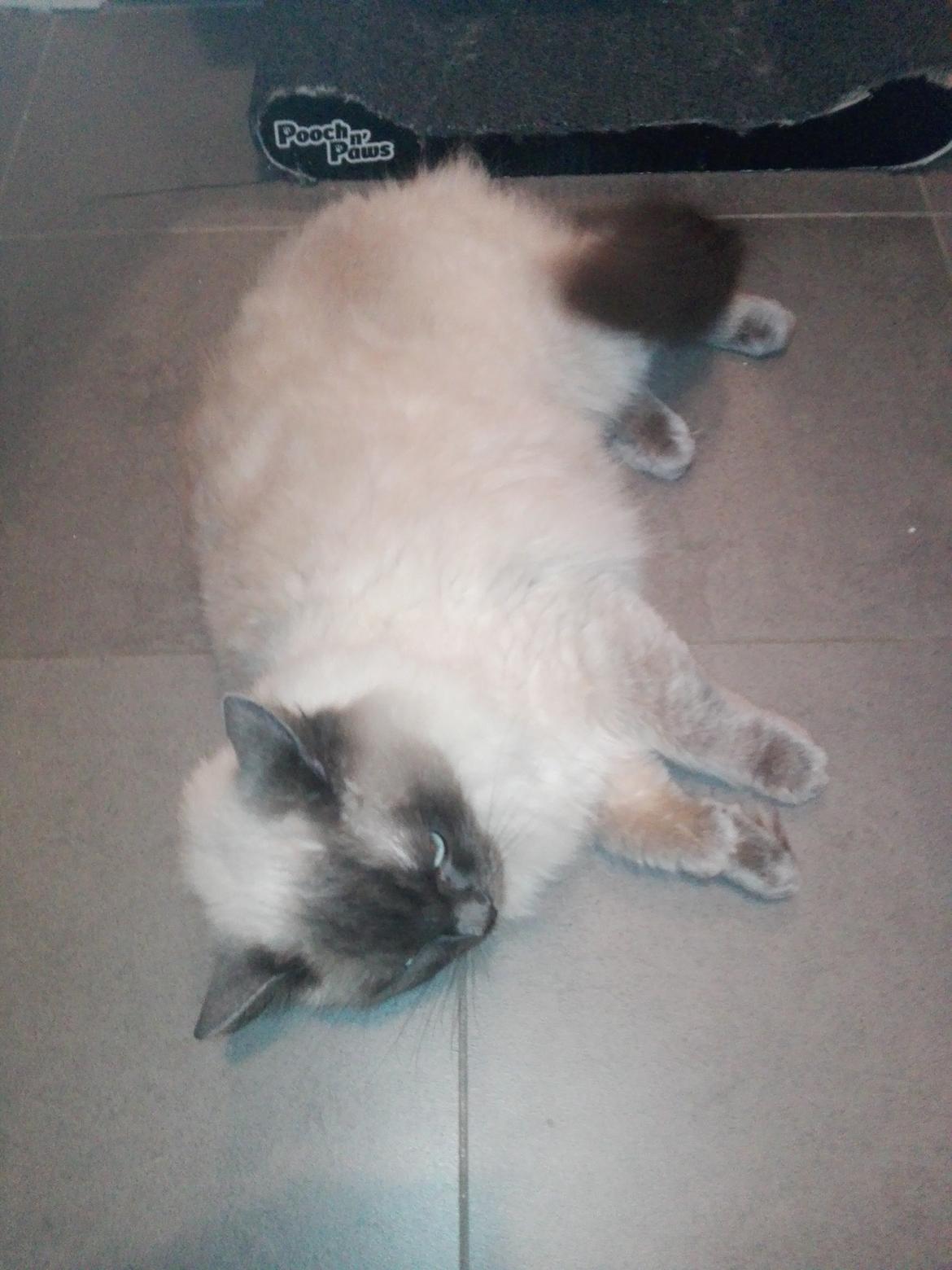 Ragdoll Cassandra billede 4