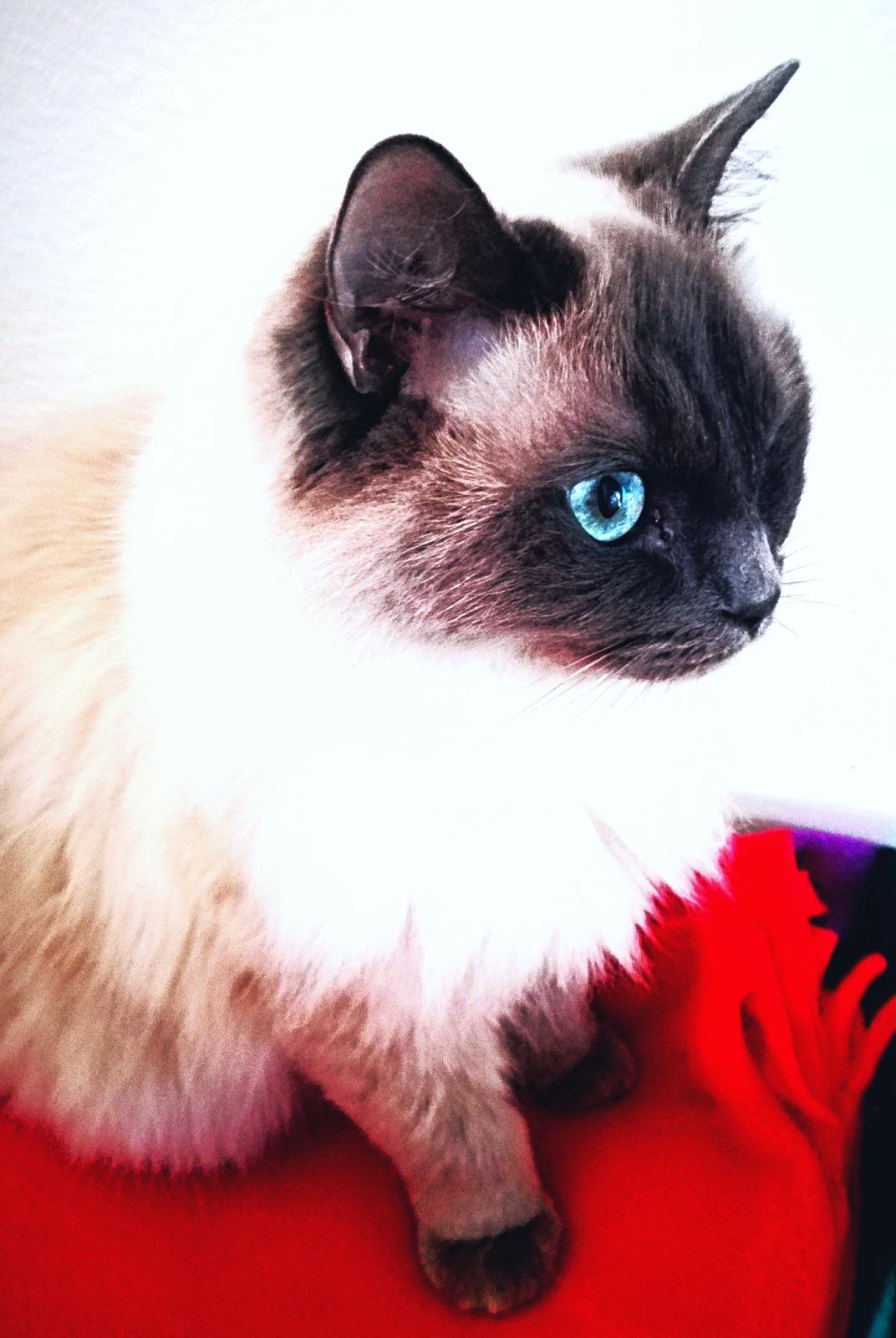 Ragdoll Cassandra billede 7