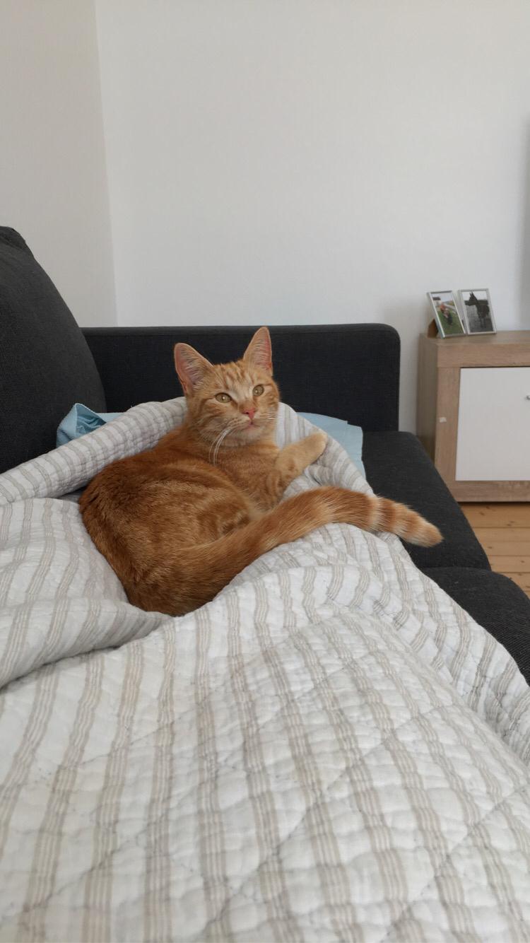 Huskat Mikkel billede 11