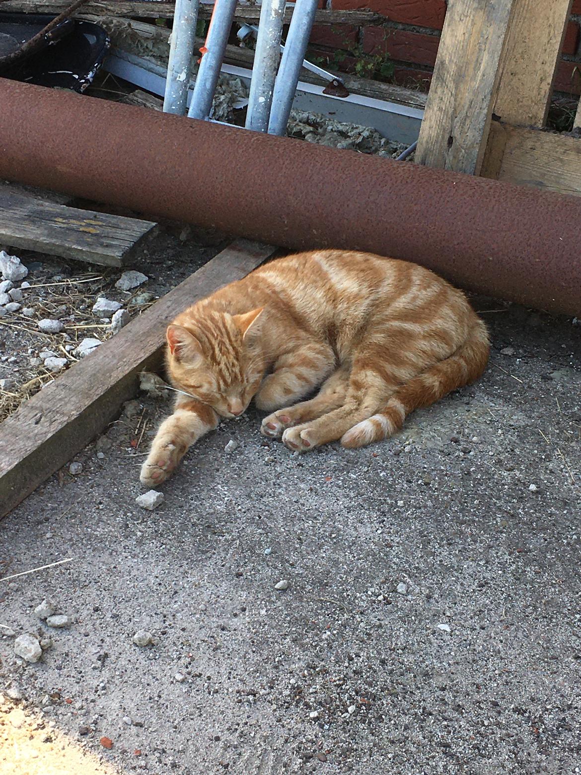 Huskat Mikkel billede 13