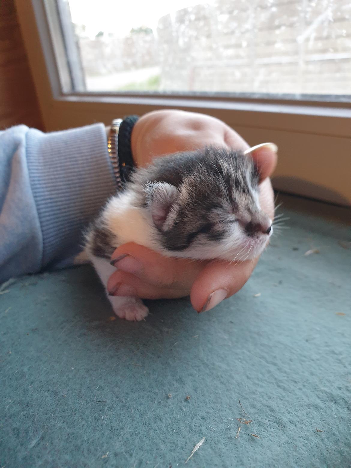 Huskat Bella billede 1