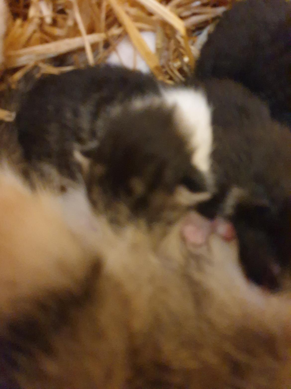 Huskat Bella billede 3