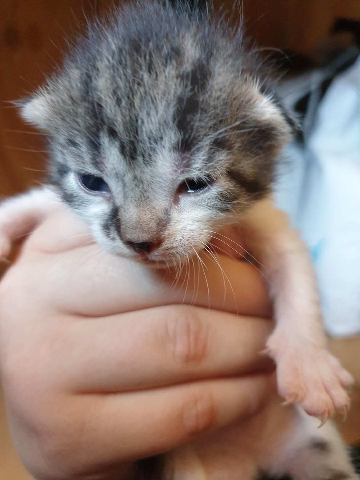 Huskat Bella billede 6