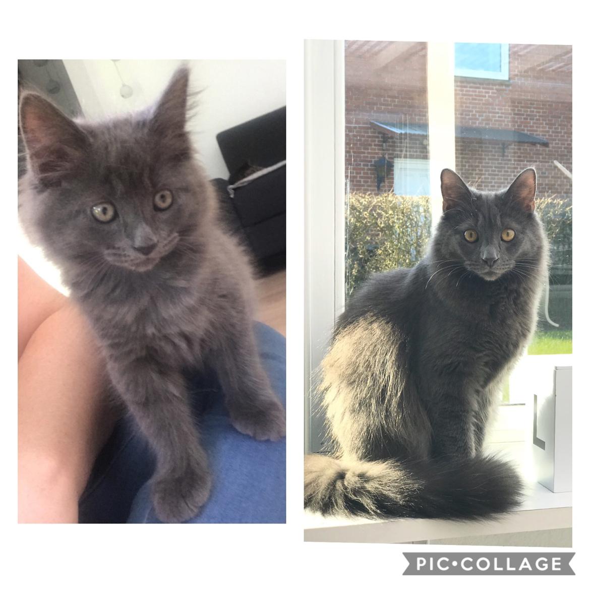 Norsk Skovkat Mille billede 10