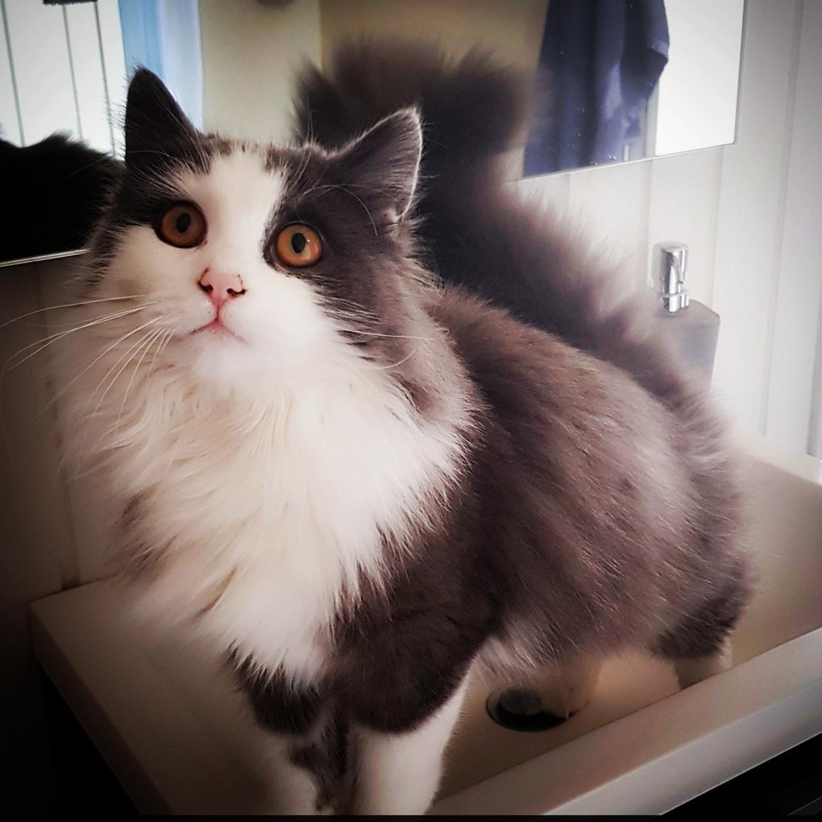 Maine Coon Nova billede 9