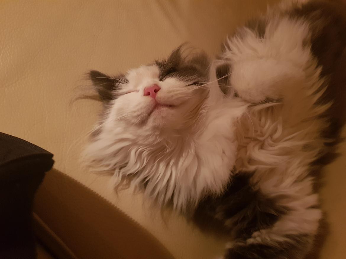 Maine Coon Nova billede 12