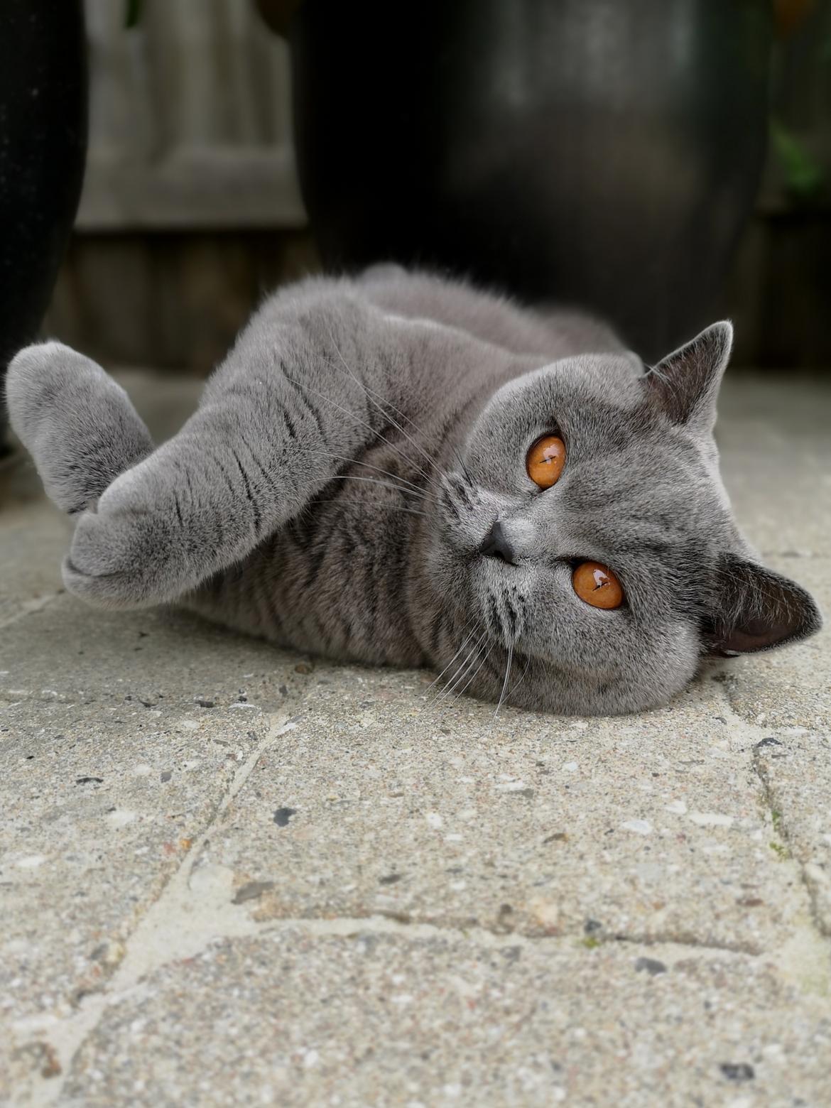 British Shorthair Tinka billede 49