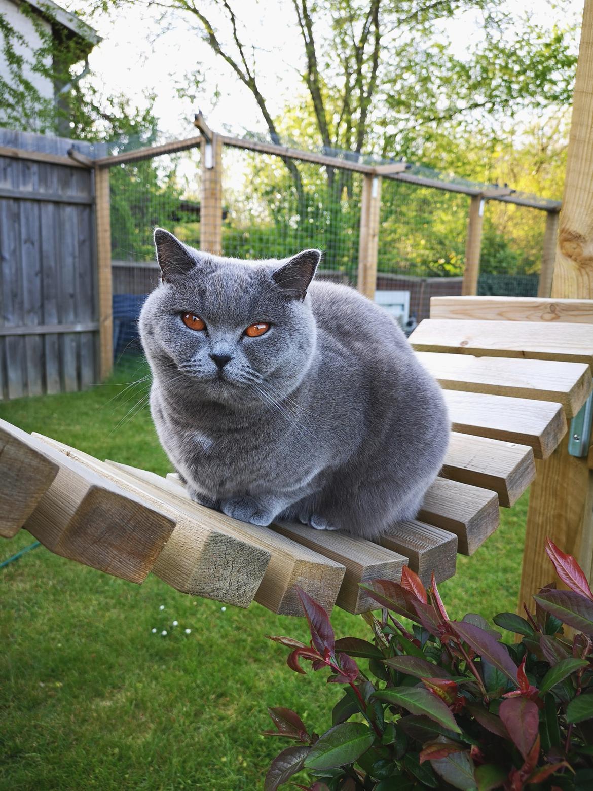 British Shorthair Tinka billede 50