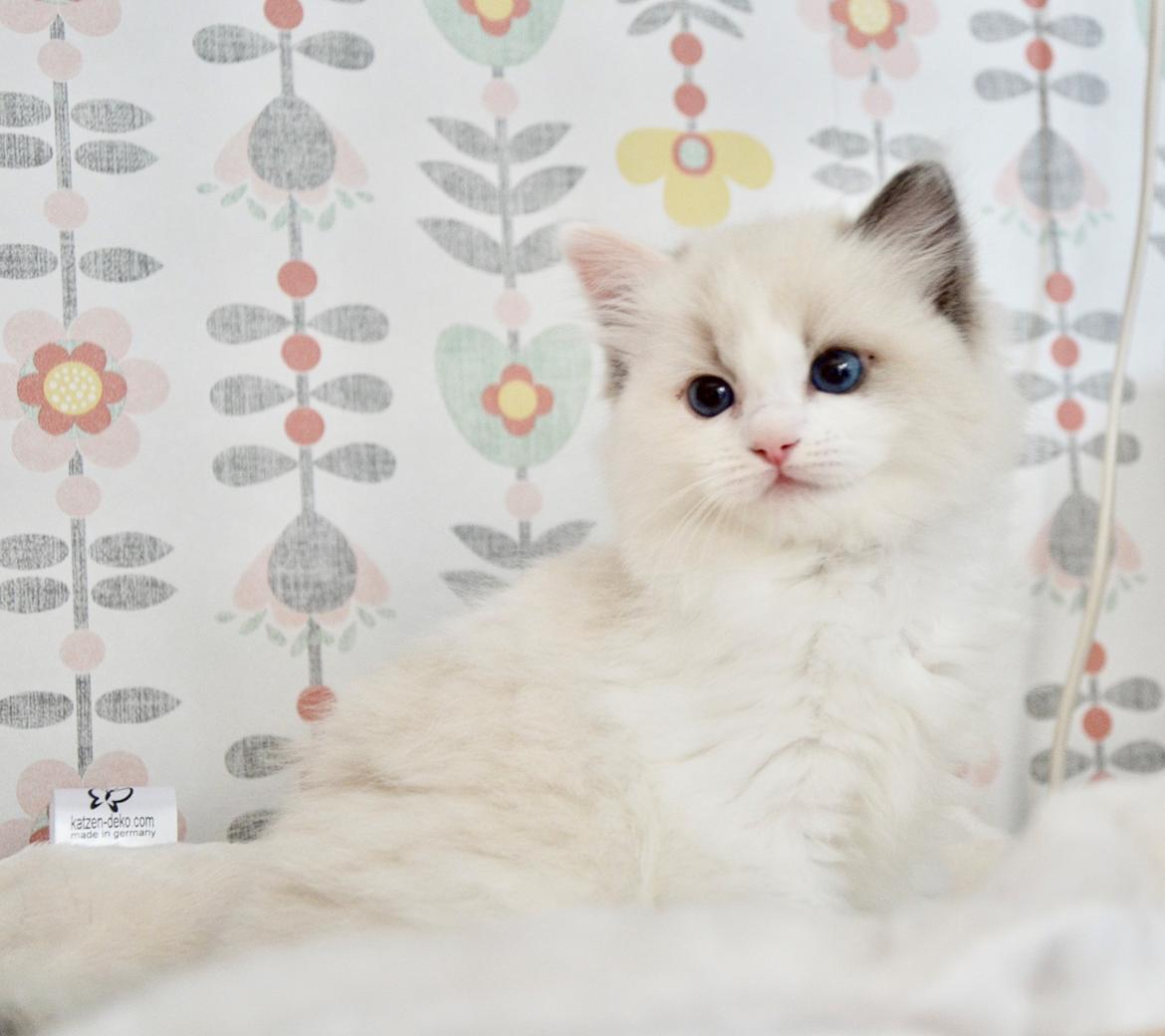 Ragdoll S*Gunbertus Flora billede 2