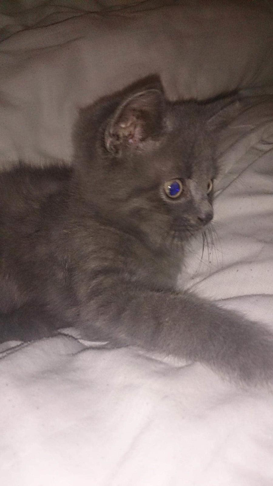 Huskat Bølle billede 1