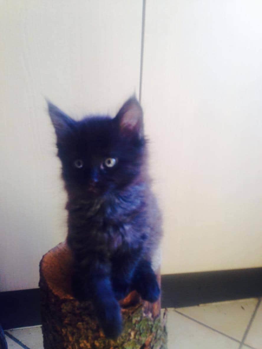 Huskat Pjuske billede 1