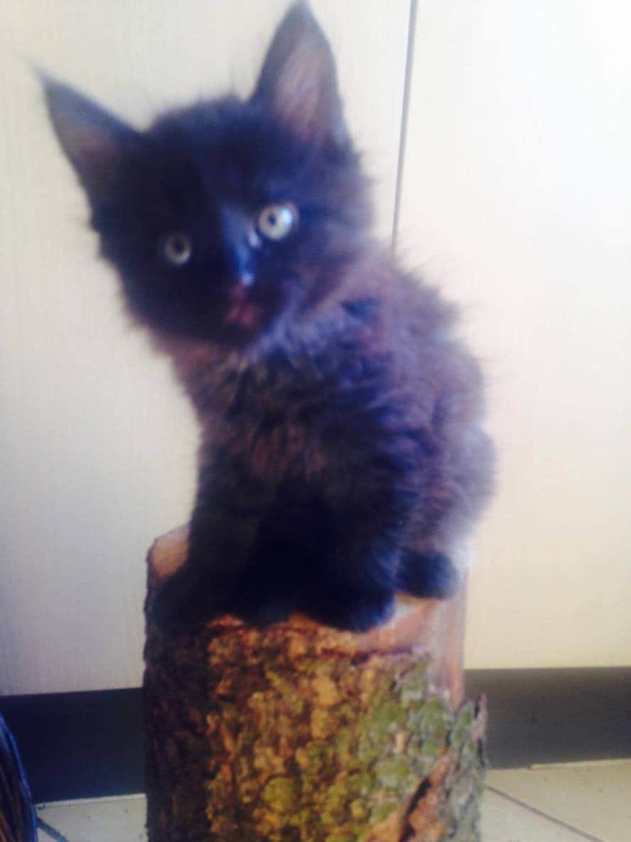 Huskat Pjuske billede 2