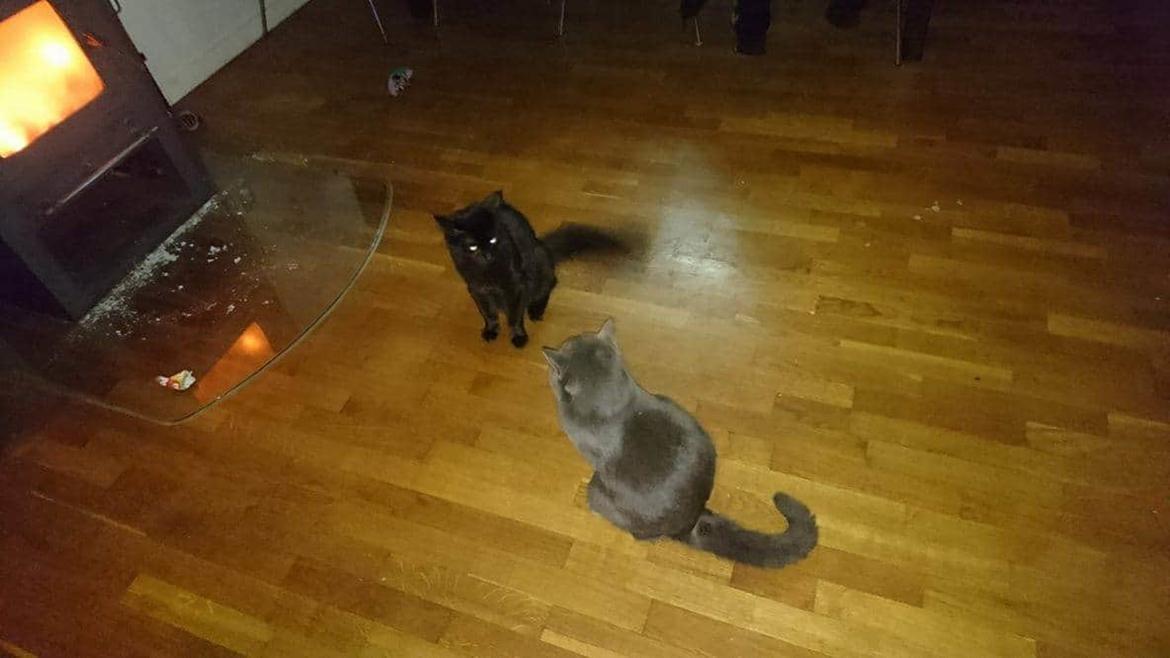 Huskat Pjuske billede 3