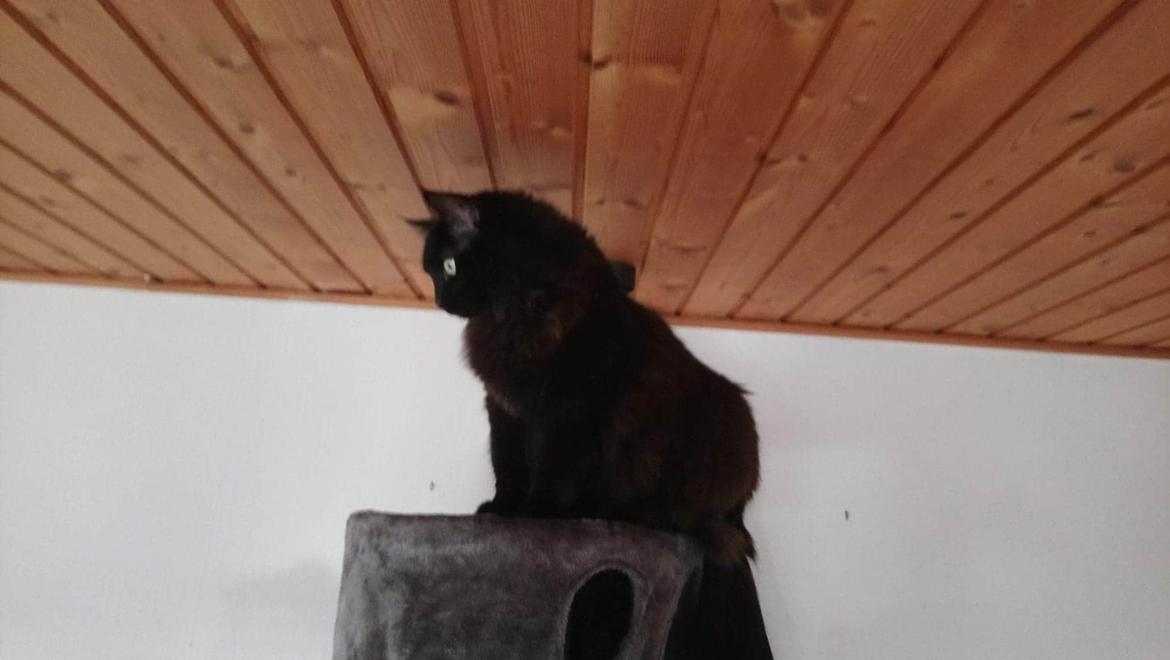 Huskat Pjuske billede 4