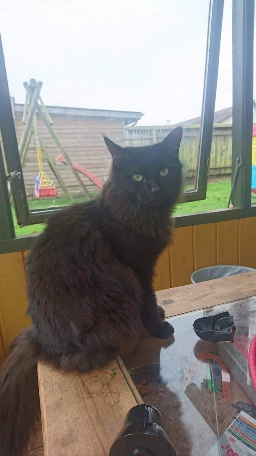 Huskat Pjuske billede 5