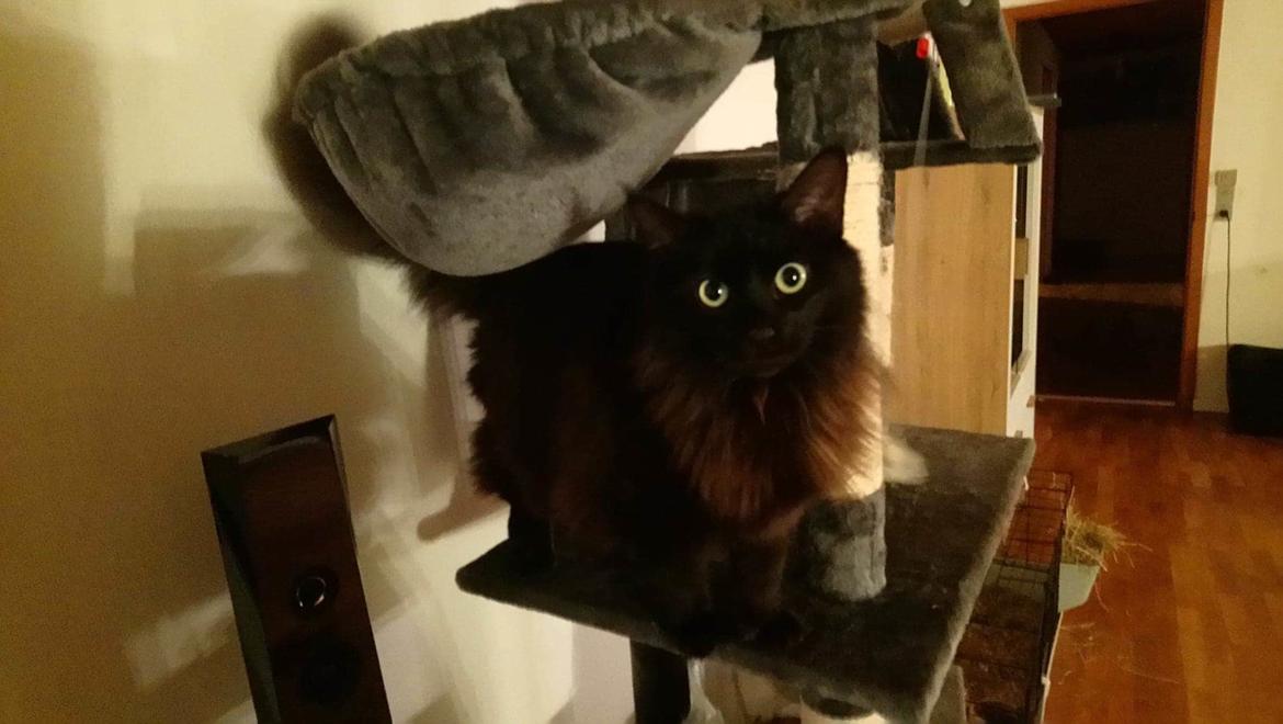 Huskat Pjuske billede 6