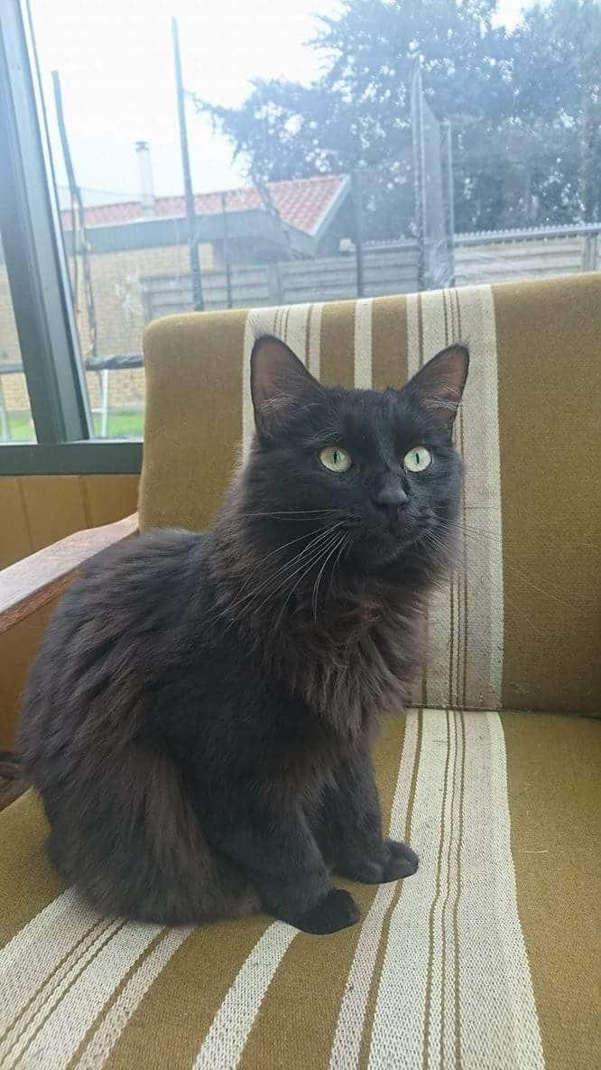 Huskat Pjuske billede 7