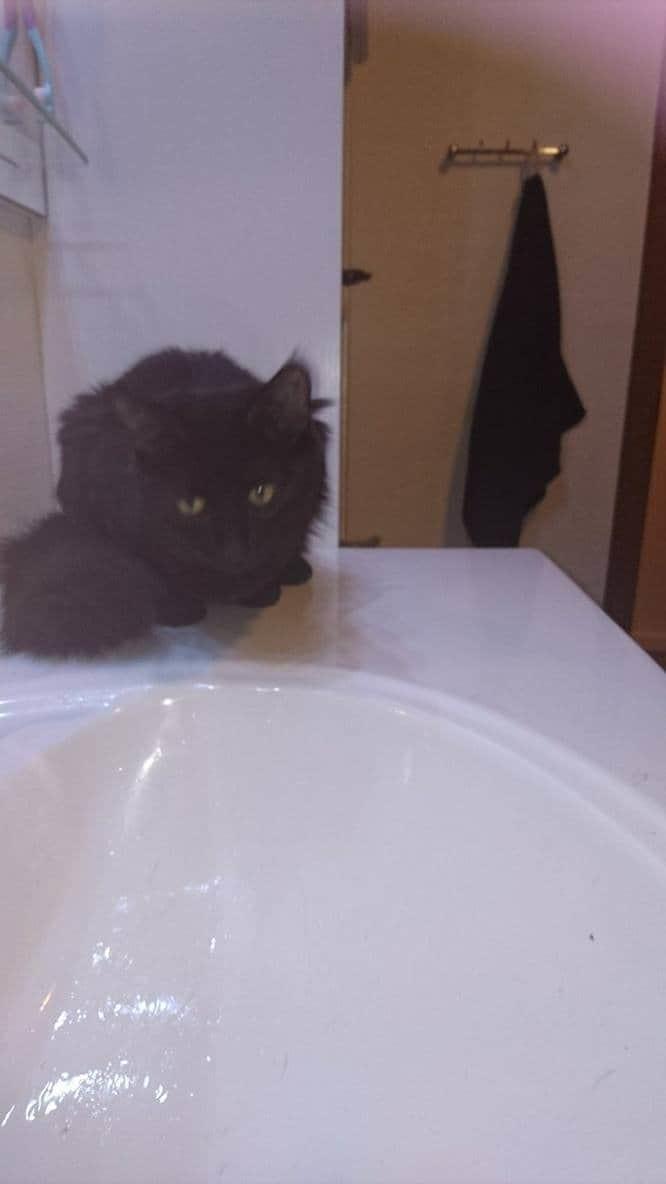 Huskat Pjuske billede 8