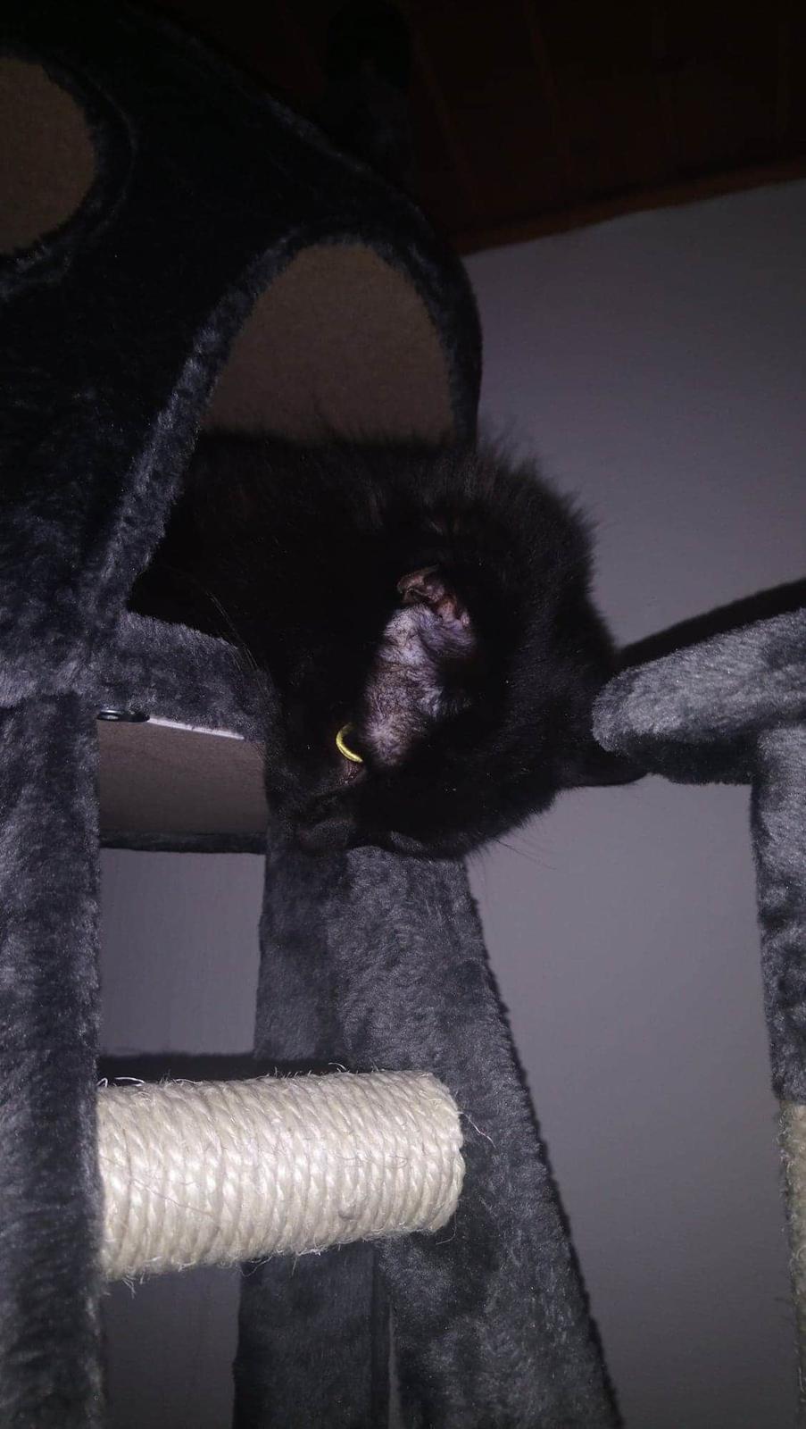 Huskat Pjuske billede 9