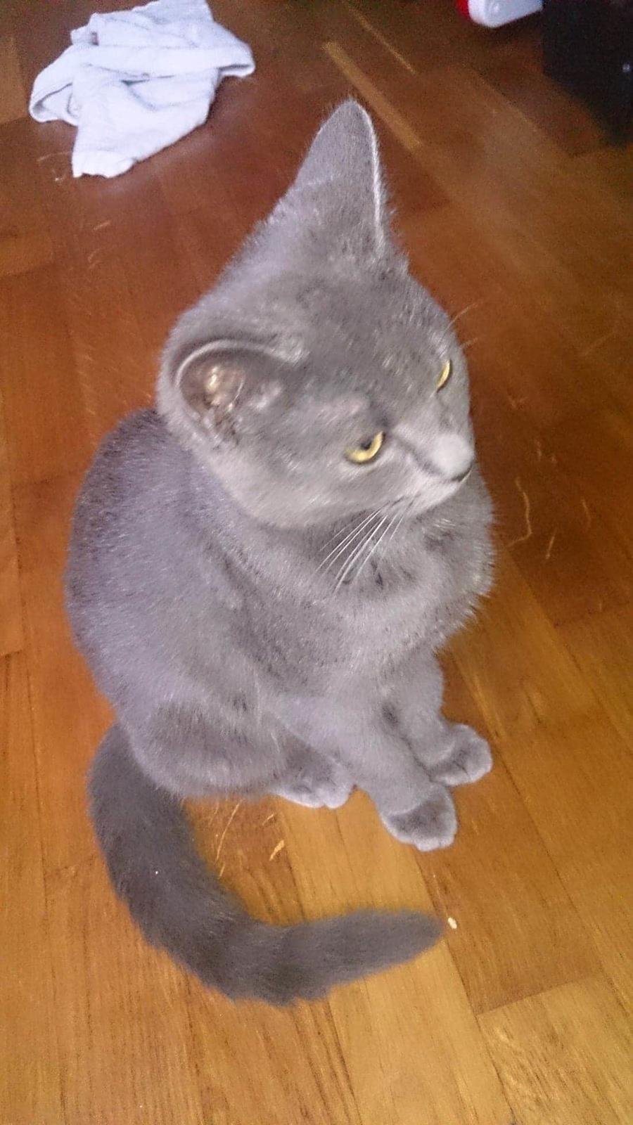 Huskat Bølle billede 8