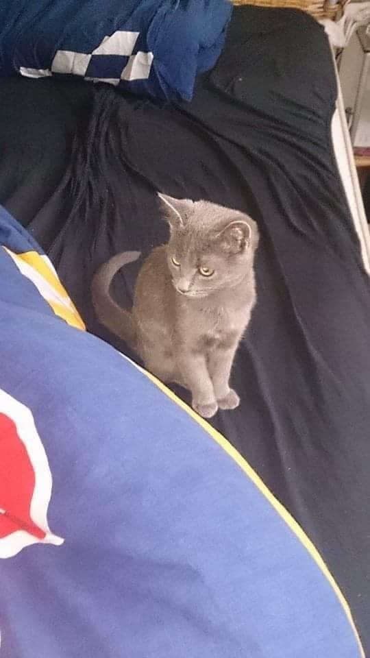 Huskat Bølle billede 9