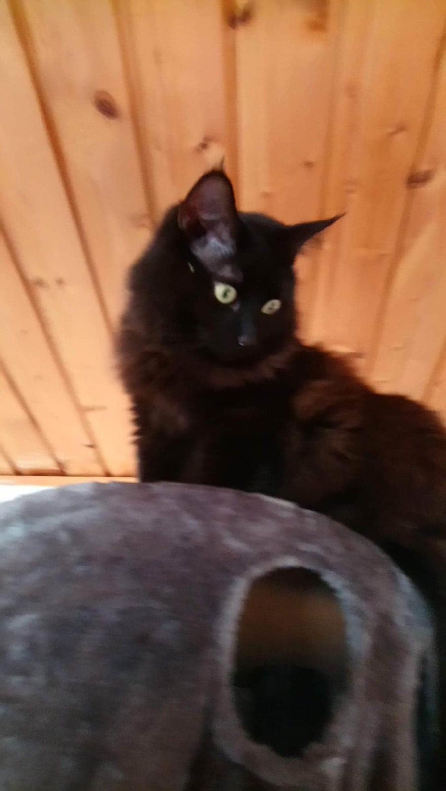 Huskat Pjuske billede 11