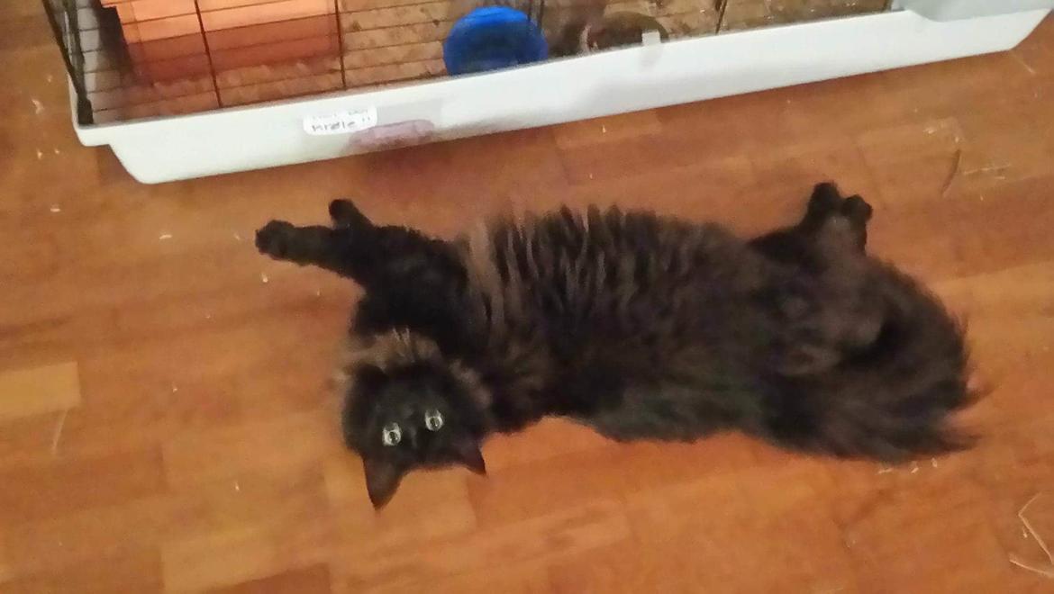 Huskat Pjuske billede 12