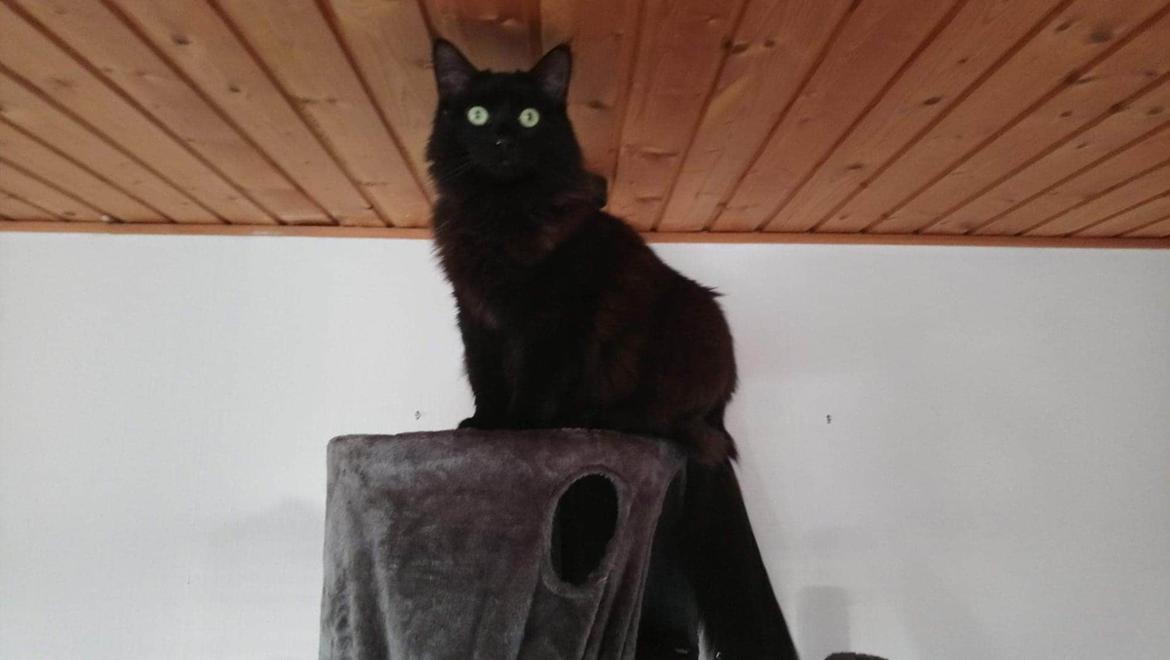 Huskat Pjuske billede 13