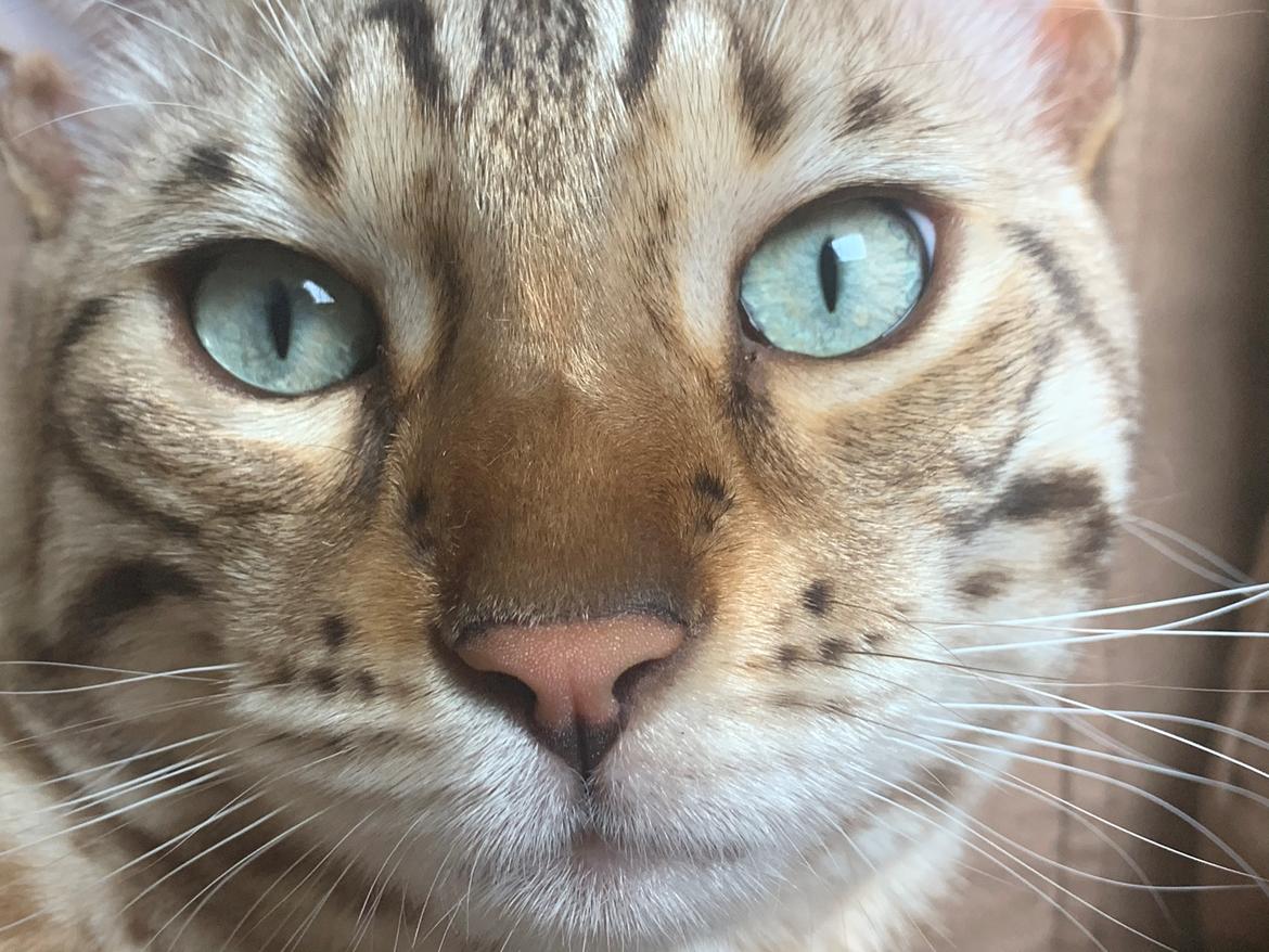 Bengal Amberheart Lumiére  billede 7