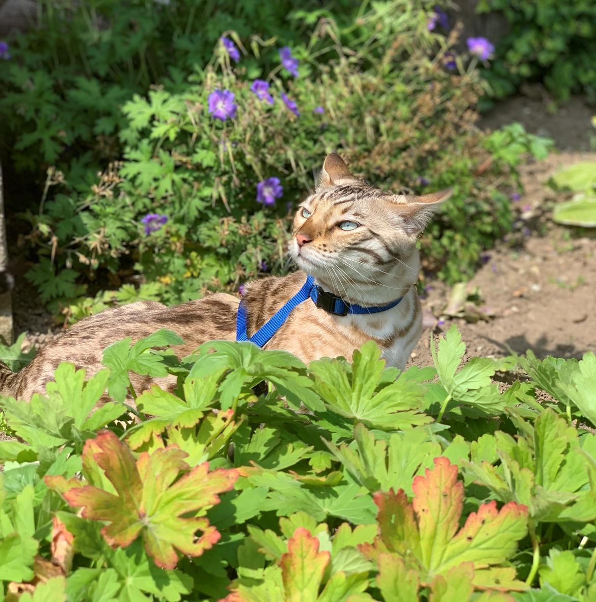 Bengal Amberheart Lumiére  billede 17