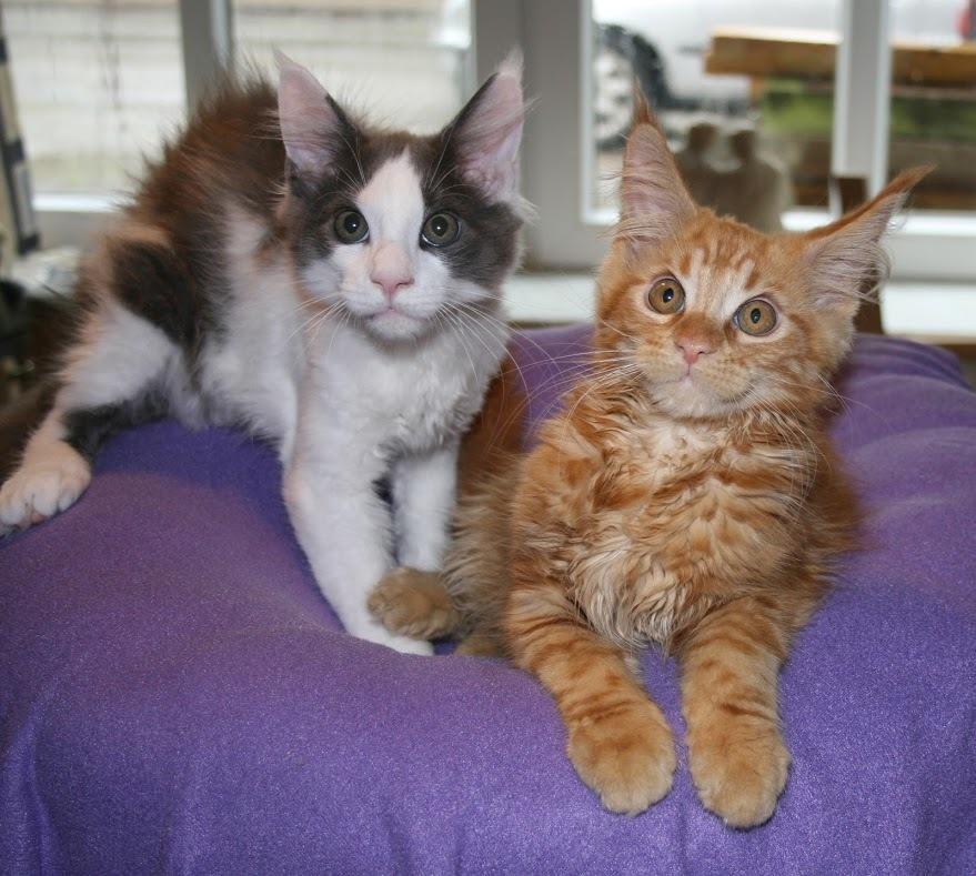 Maine Coon Blackangel's Blue Ghost billede 13