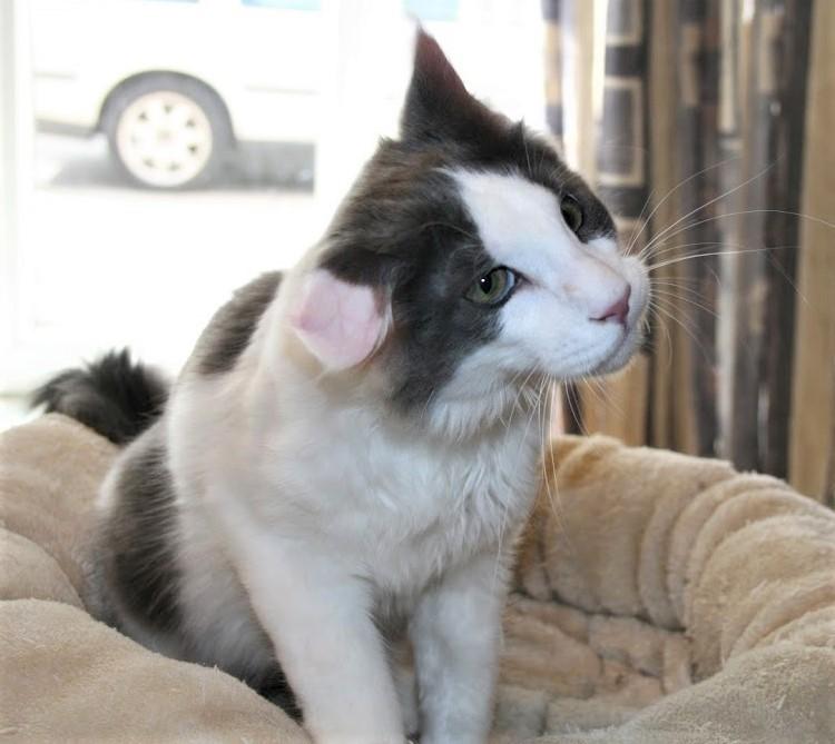 Maine Coon Blackangel's Blue Ghost billede 11