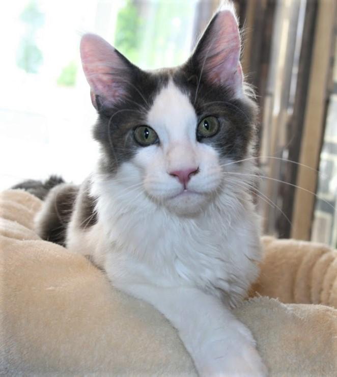 Maine Coon Blackangel's Blue Ghost billede 9