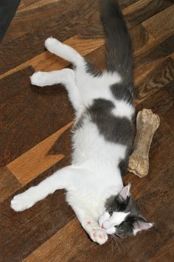 Maine Coon Blackangel's Blue Ghost billede 12