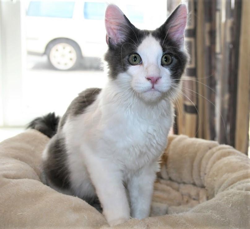 Maine Coon Blackangel's Blue Ghost billede 8