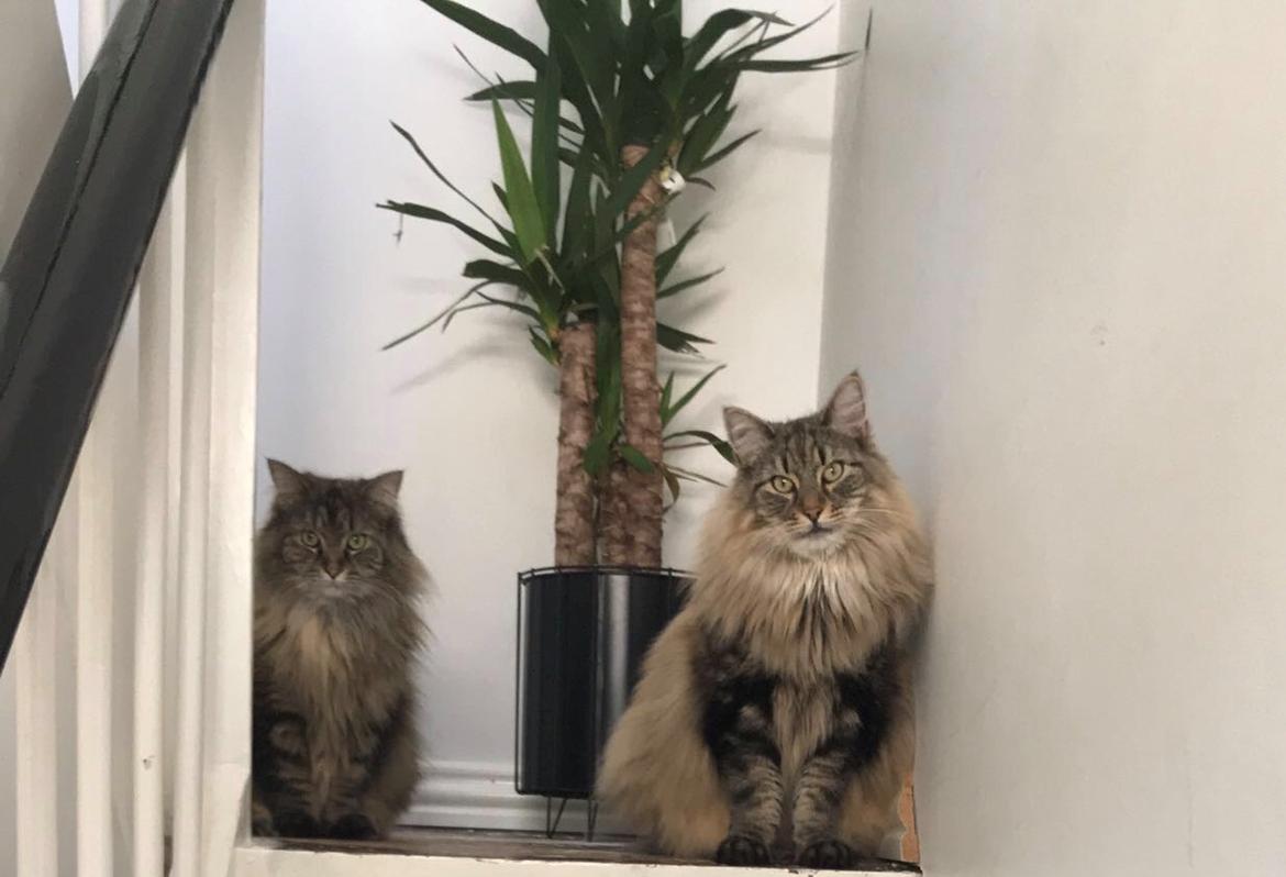 Blanding af racer Hannibal billede 15