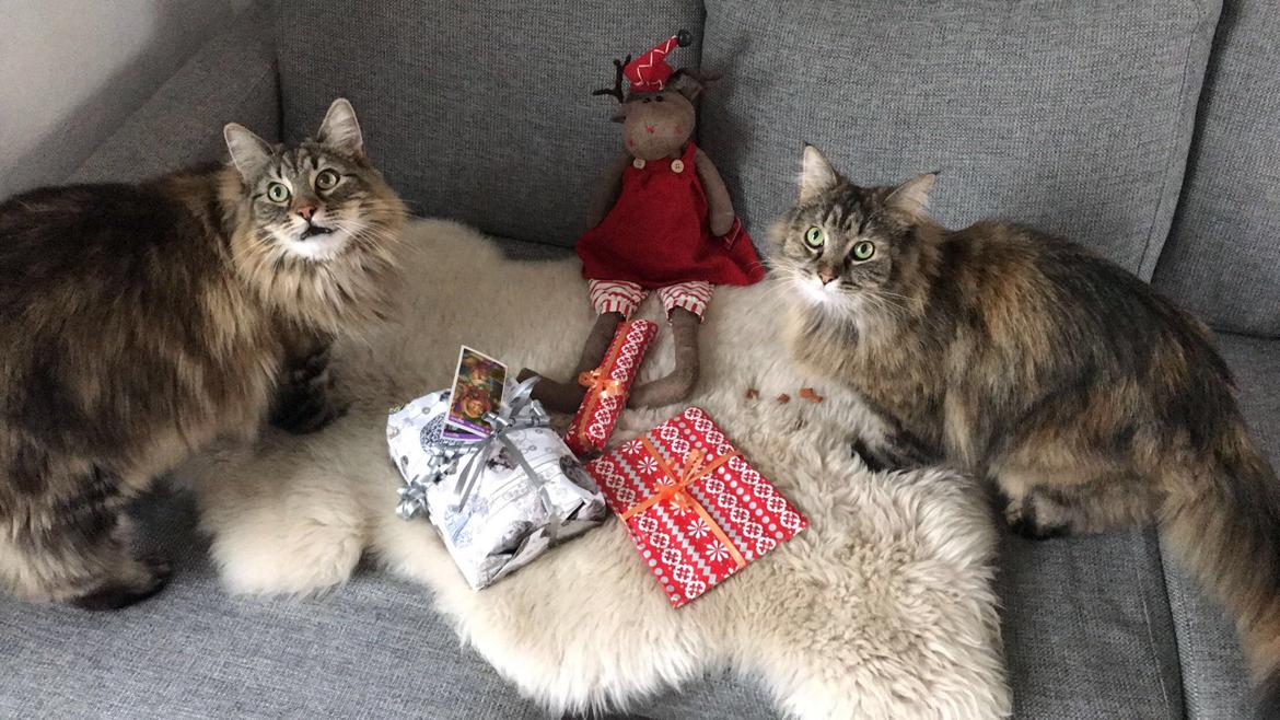 Blanding af racer Hannibal billede 17