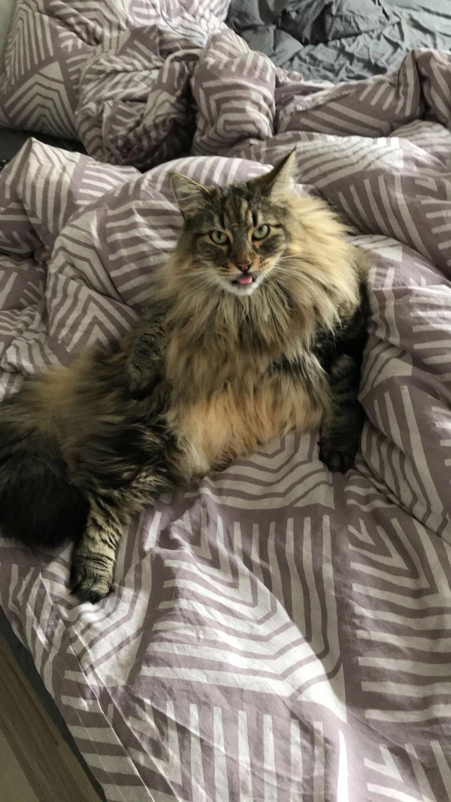 Blanding af racer Hannibal billede 18