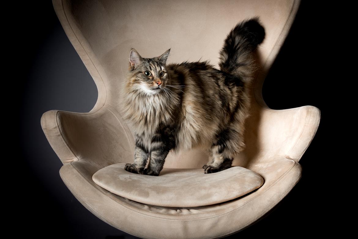 Blanding af racer Hannibal billede 14